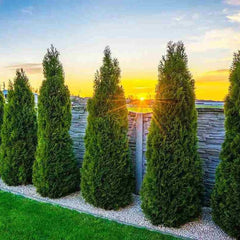 Thuja Smaragd i trädgård, prydligt planterade framför en stenmur vid solnedgång.