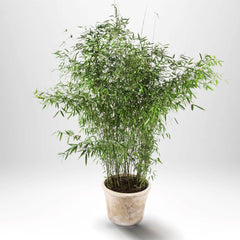 Collection image for: Bambus - exotisk trädgårdsväxt
