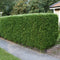 Idegran / Taxus som häck