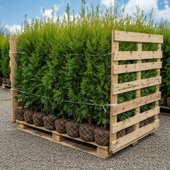 Collection image for: Thuja Brabant storpack - rotklump med fri frakt