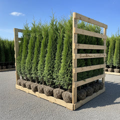 Collection image for: Thuja Smaragd storpack - rotklump med fri frakt