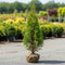 Thuja Outlet - Billigaste Thujorna