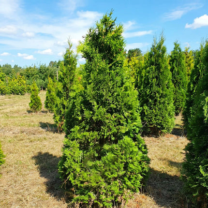 Thuja Columna Åkertömning – Svenskodlad, 50 % rabatt