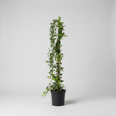 Collection image for: Thuja