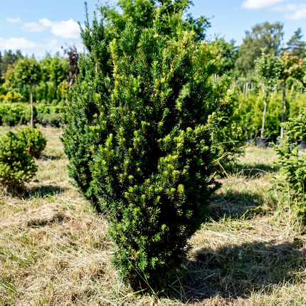 Taxus Hilli Åkertömning – Svenskodlad, 50 % rabatt