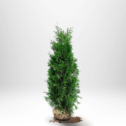 Thuja Brabant Åkertömning – Svenskodlad, 50 % rabatt