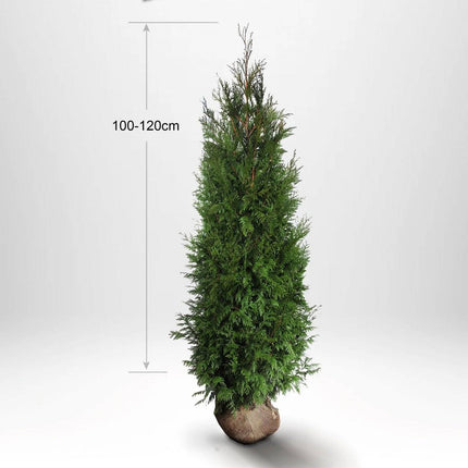 Thuja Martin Åkertömning – Svenskodlad, 50 % rabatt