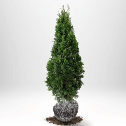 Thuja Smaragd Åkertömning – Svenskodlad, 50 % rabatt