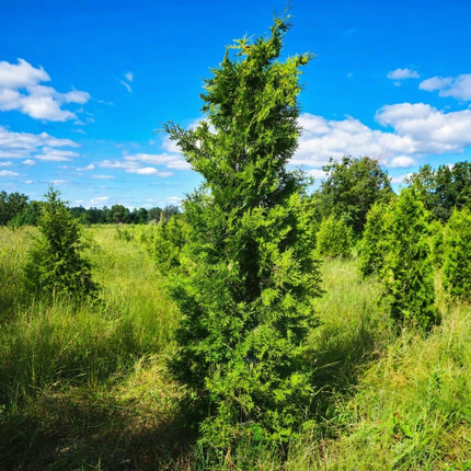 Thuja Brabant Åkertömning – Svenskodlad, 50 % rabatt