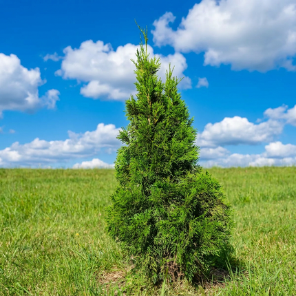 Thuja Smaragd Åkertömning – Svenskodlad, 50 % rabatt