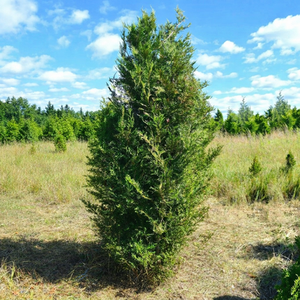 Thuja Martin Åkertömning – Svenskodlad, 50 % rabatt
