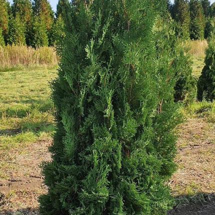 Thuja Columna Åkertömning – Svenskodlad, 50 % rabatt